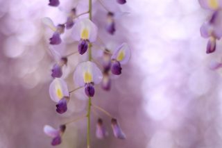 藤の花を魅力的に撮りたい!藤の写真の撮影方法とテクニック