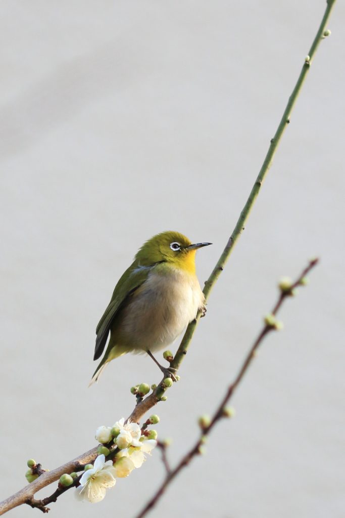 White Eye and Japanese Plum (Ume)