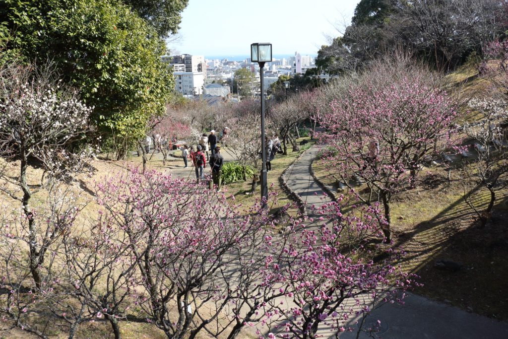 梅園 須磨離宮公園 Plum Trees, Suma Rikyu Park
