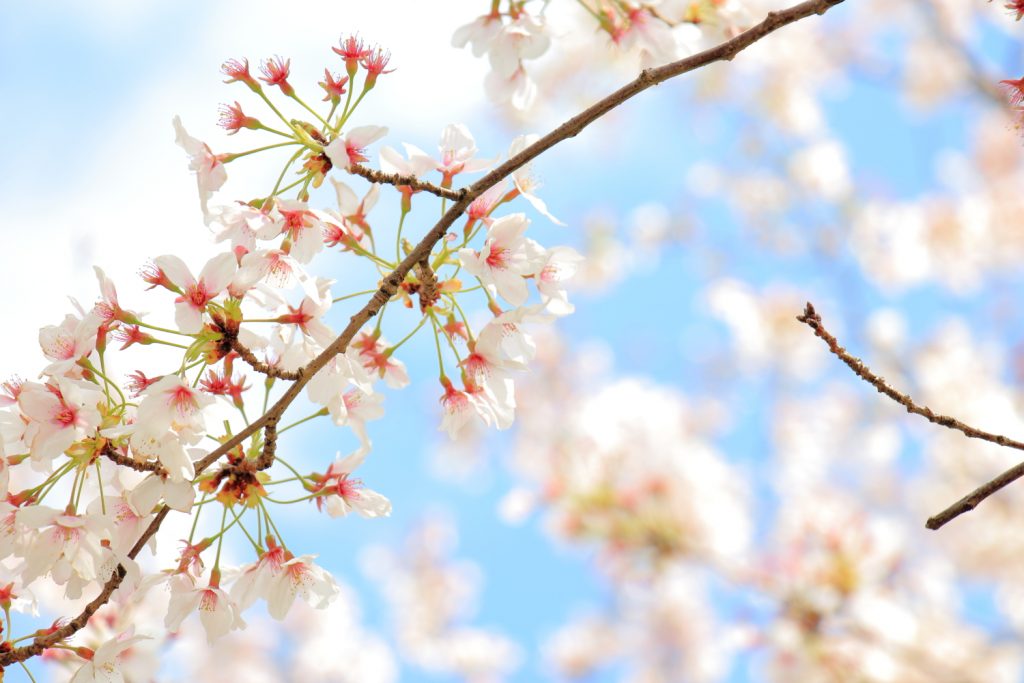 神戸の桜