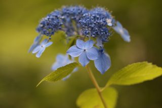 梅雨は紫陽花の季節!アジサイの撮影方法・上手な写真を撮るコツ