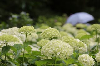 神戸市の花・アジサイの名所まとめ【神戸と近郊エリアで紫陽花が見事な場所】