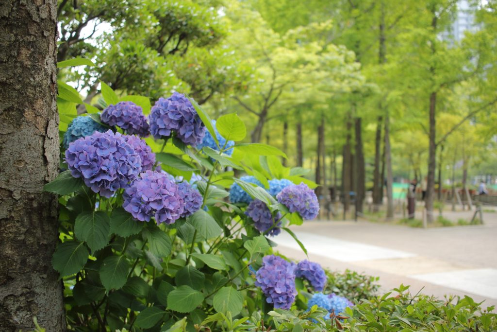 三宮・東遊園地の紫陽花
