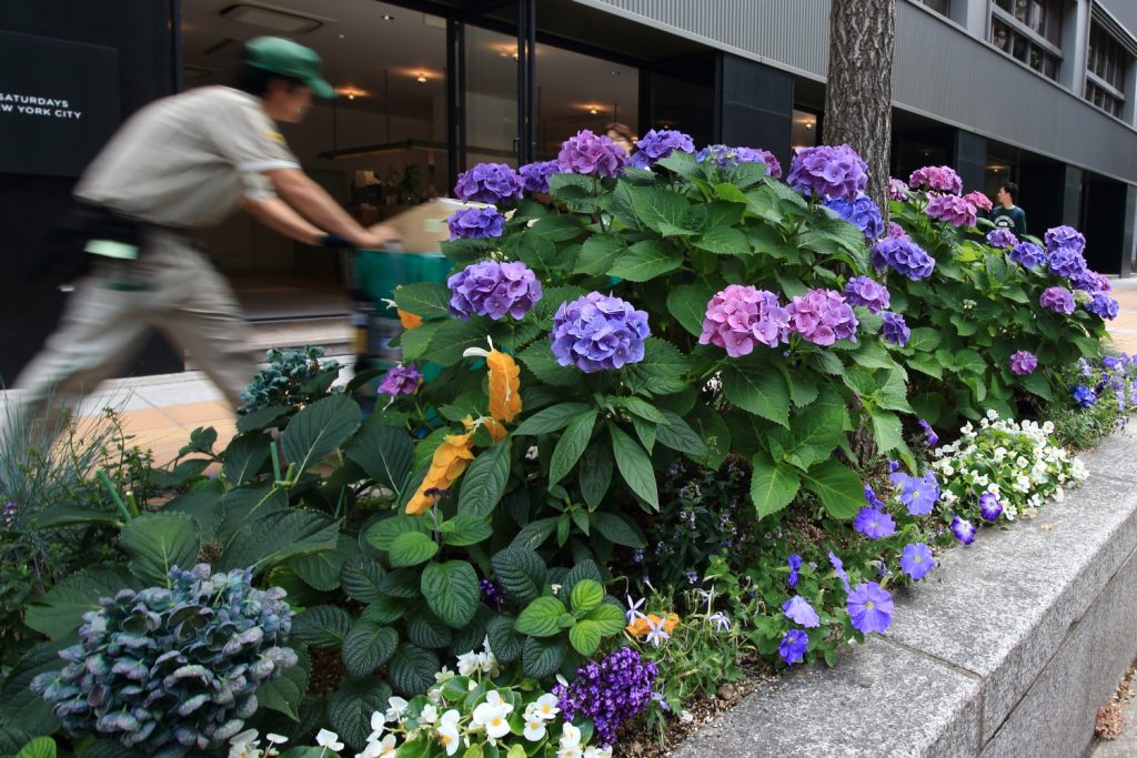 街中の紫陽花