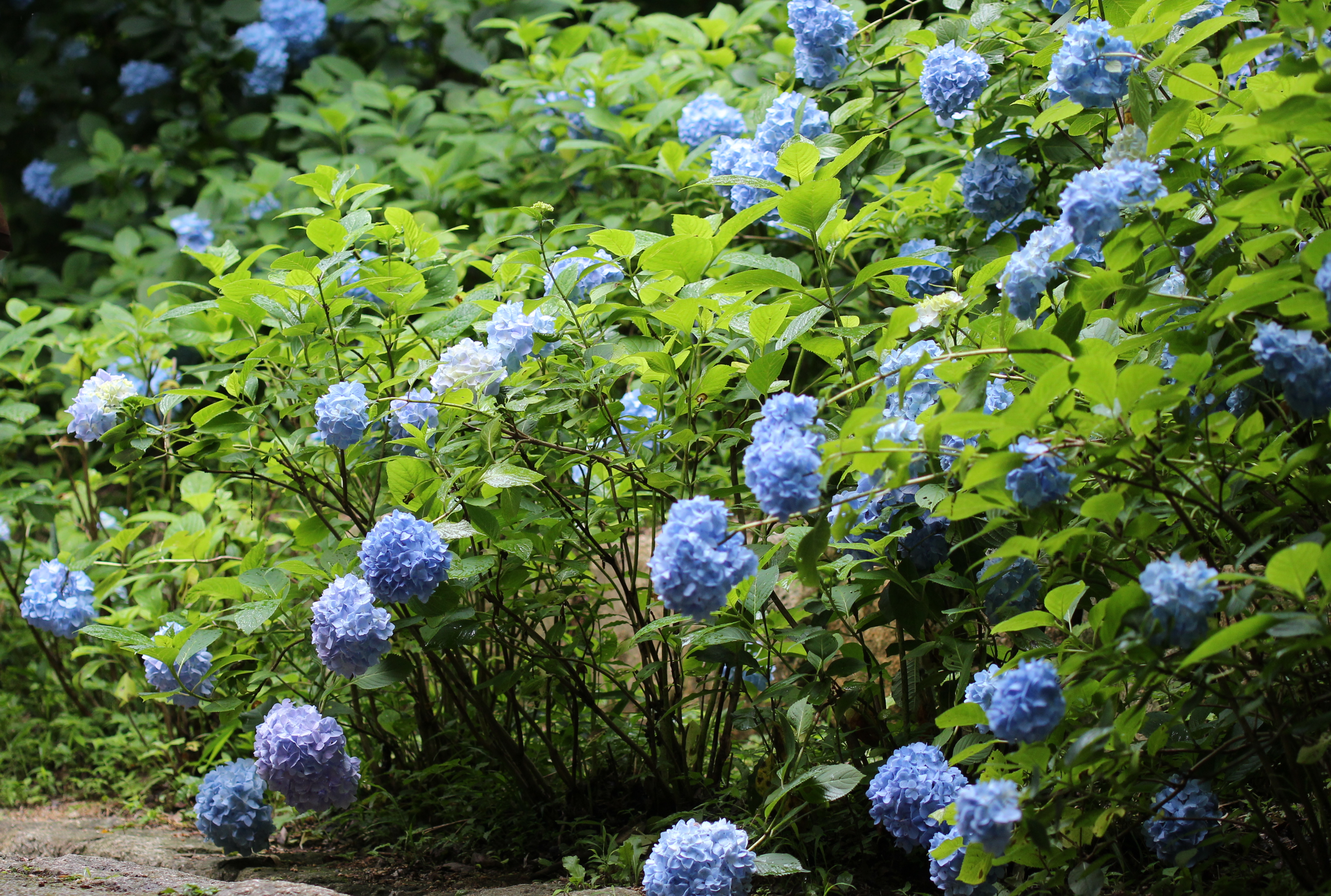神戸市の花 あじさいの名所まとめ 神戸と近郊エリアで紫陽花が見事な場所 神戸ファインダー