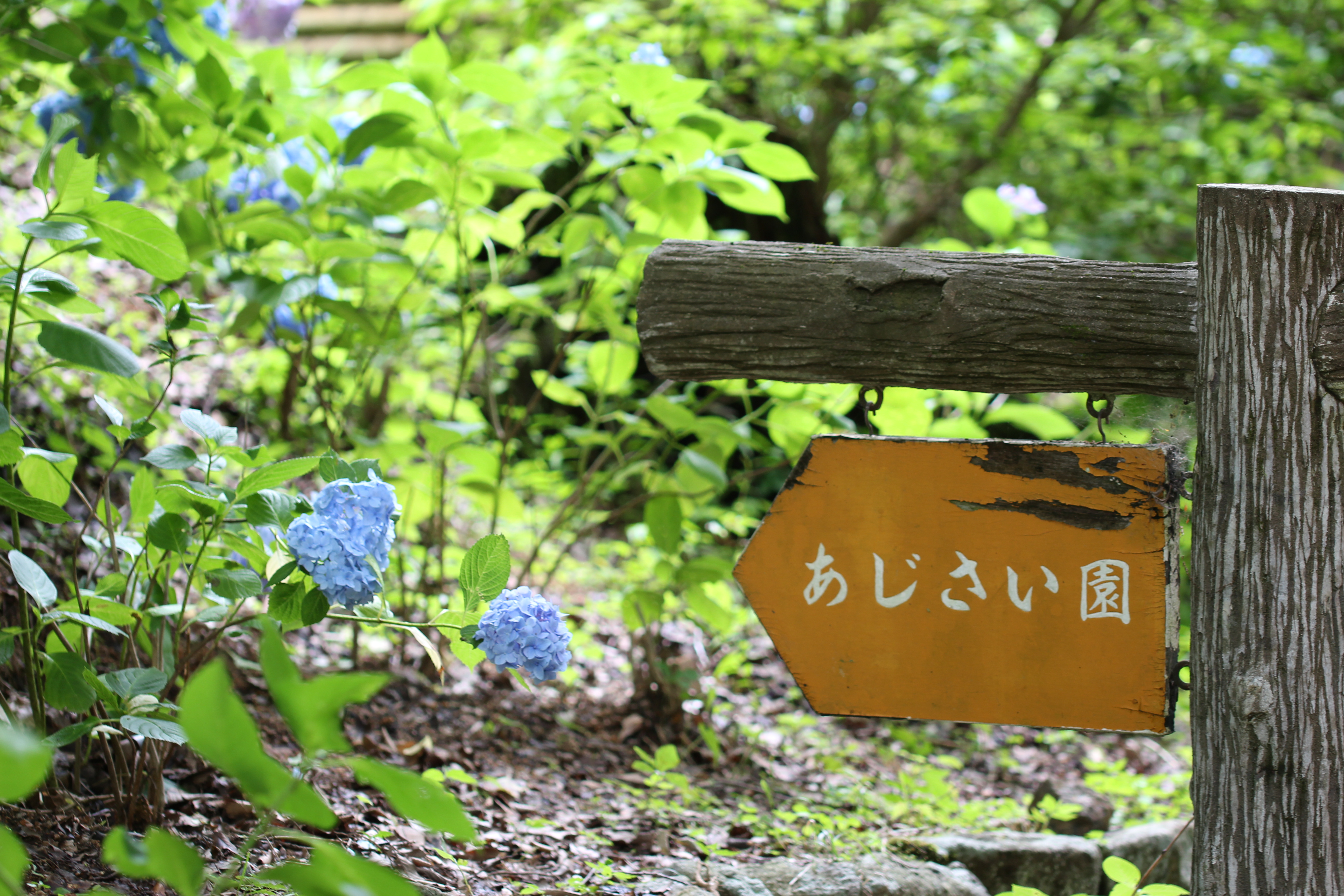 神戸森林植物園 紫陽花や紅葉が有名な人気観光スポット 神戸ファインダー