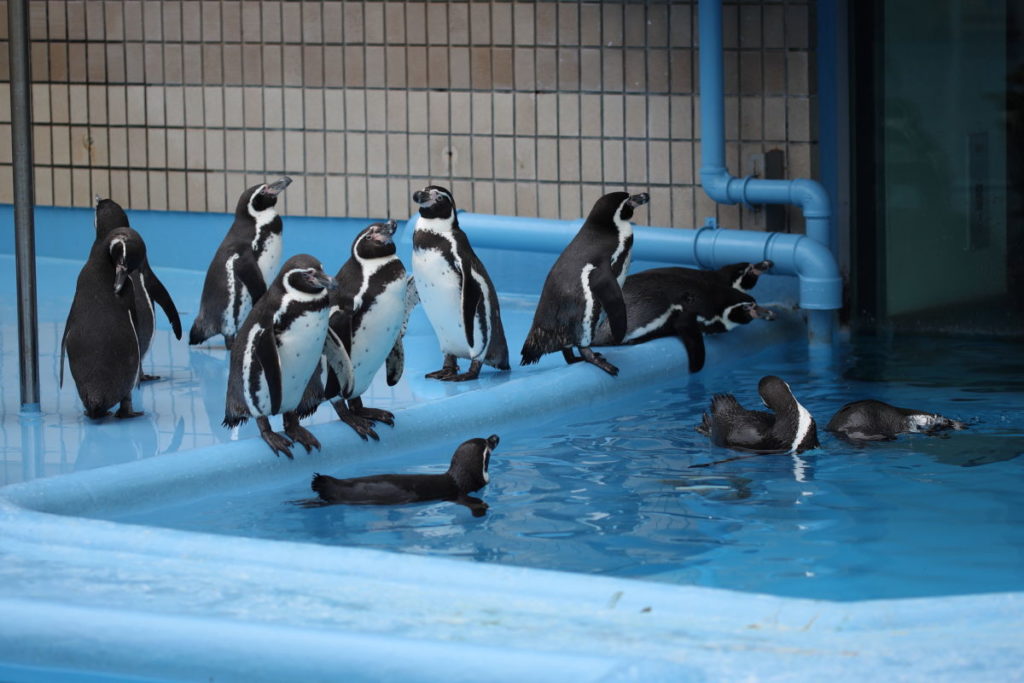 王子動物園のペンギン
