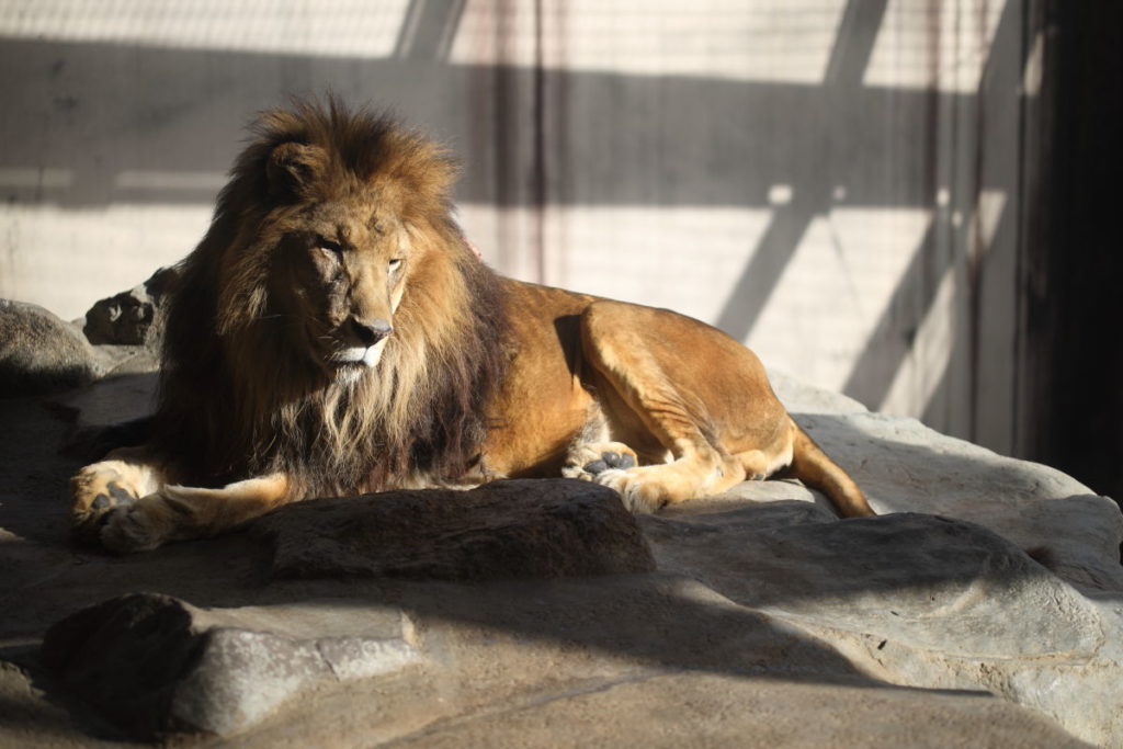王子動物園のライオン