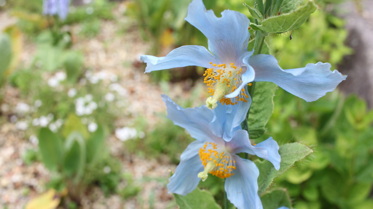 六甲高山植物園の青いケシの花