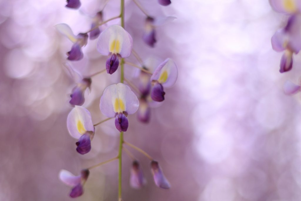 単焦点レンズで撮影した藤の花