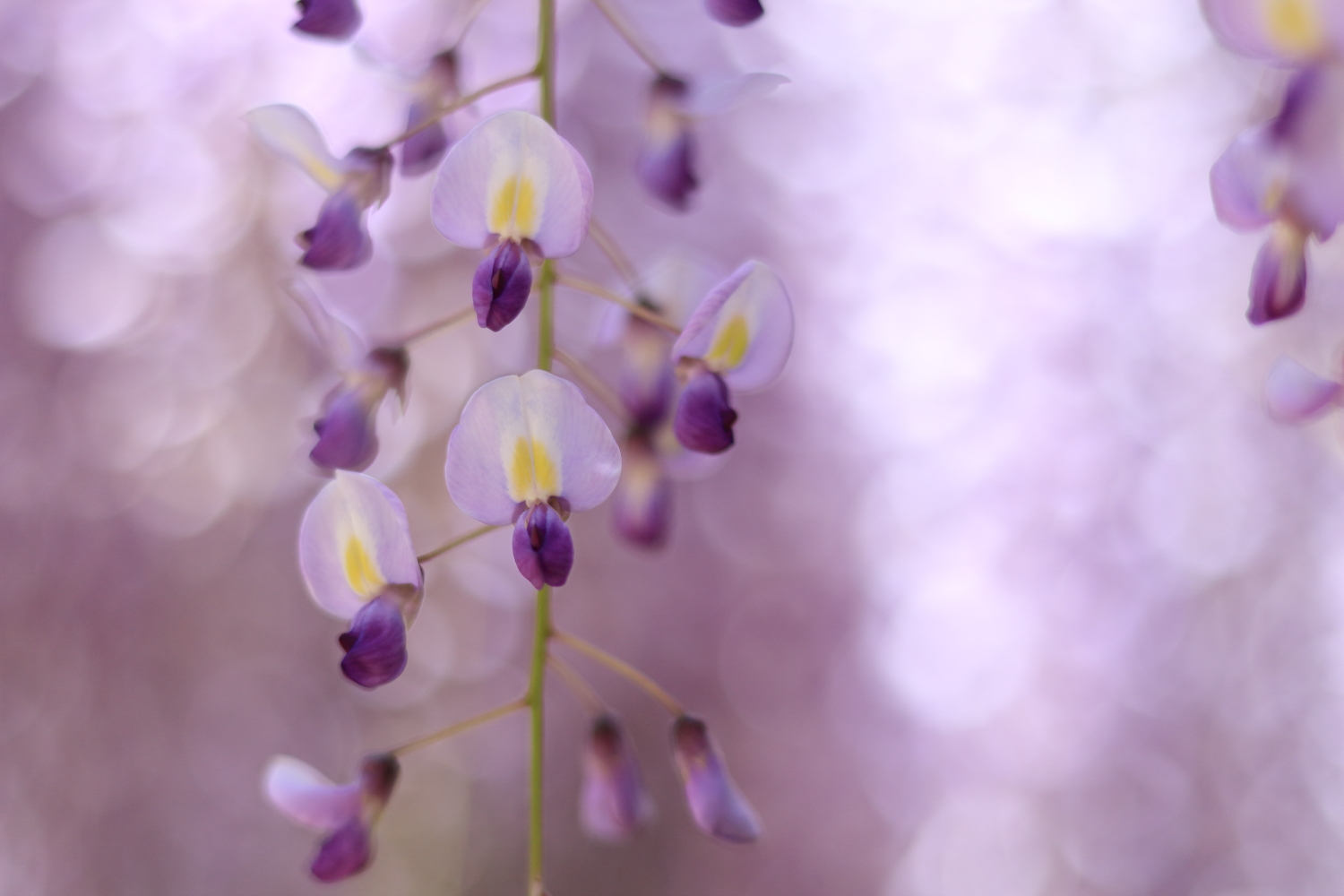 藤の花を魅力的に撮りたい 藤の写真の撮影方法とテクニック 神戸ファインダー