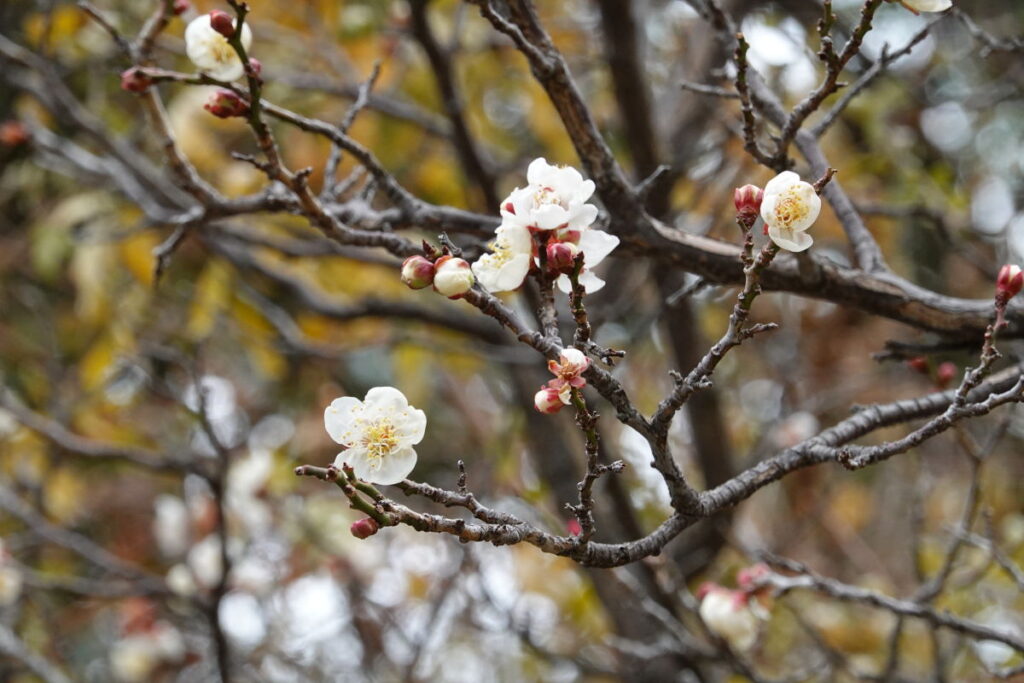 岡本梅林公園　2022年1月18日の梅の開花状況