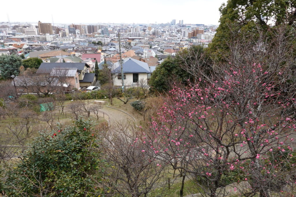 岡本梅林公園　2022年1月18日の梅の開花状況