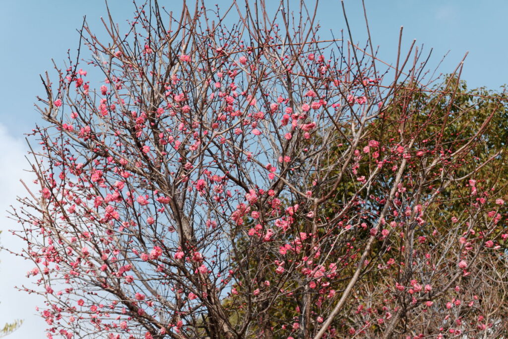 岡本梅林公園　2022年1月27日の梅の開花状況