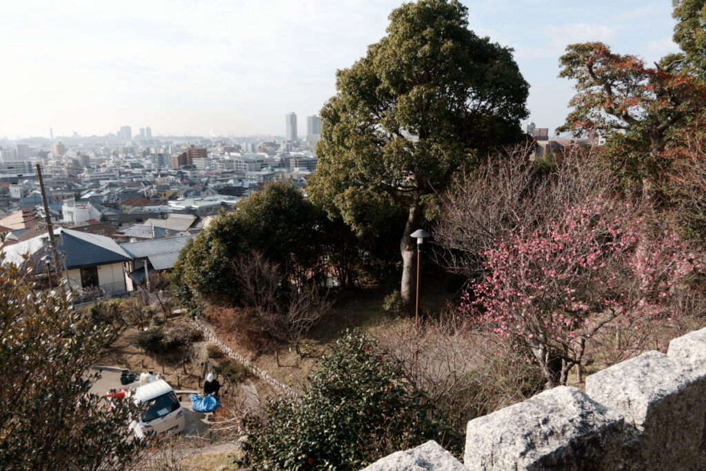岡本梅林公園　2022年1月27日の梅の開花状況
