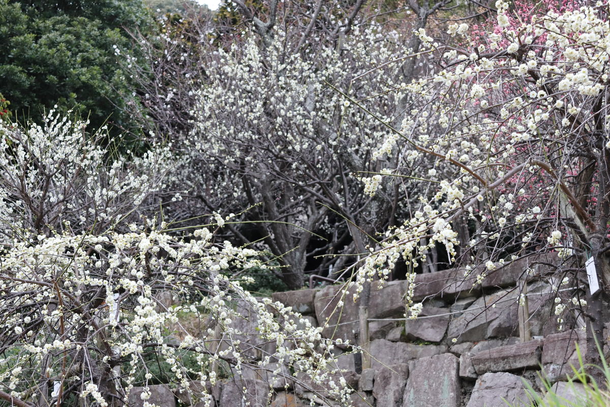 岡本梅林公園 2020年2月15日の梅の開花状況
