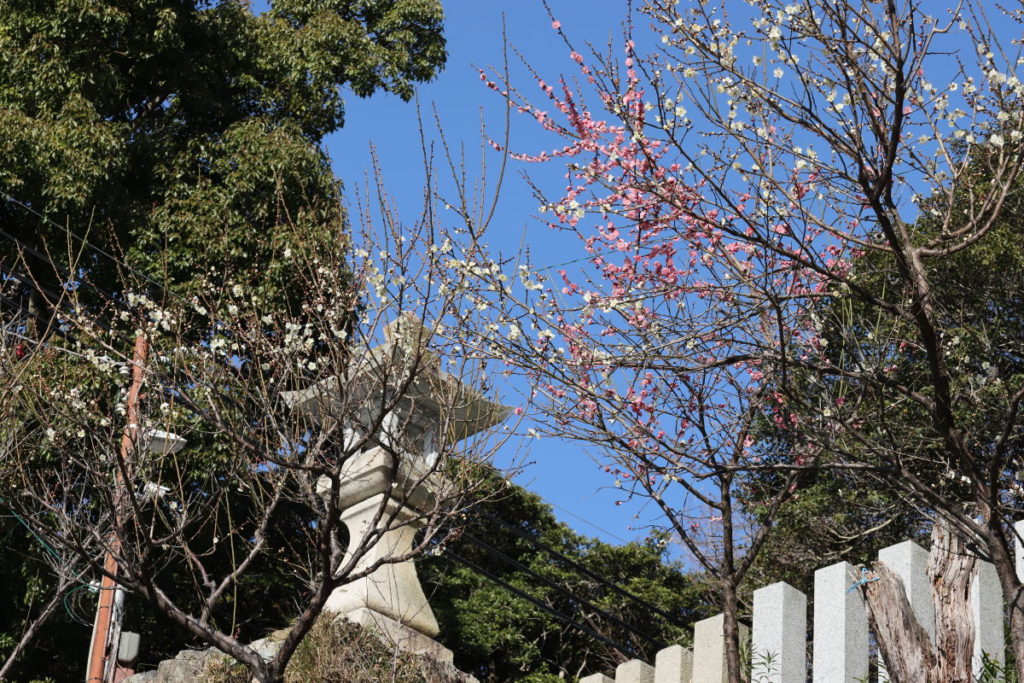 保久良神社 2020年2月12日の梅の開花状況