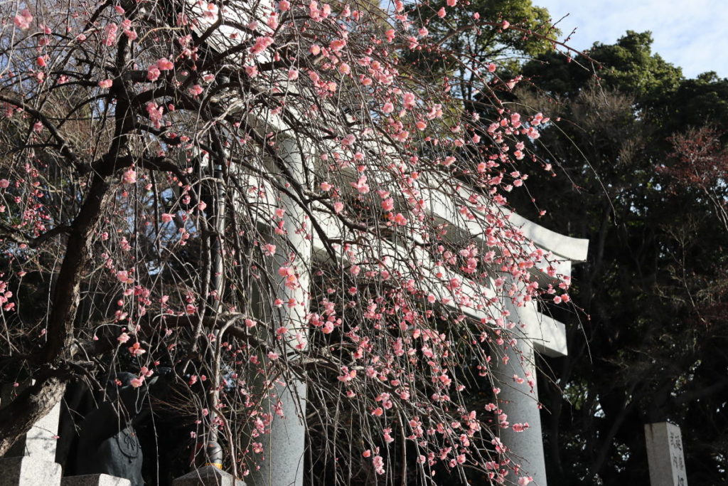 保久良神社 2020年2月12日の梅の開花状況