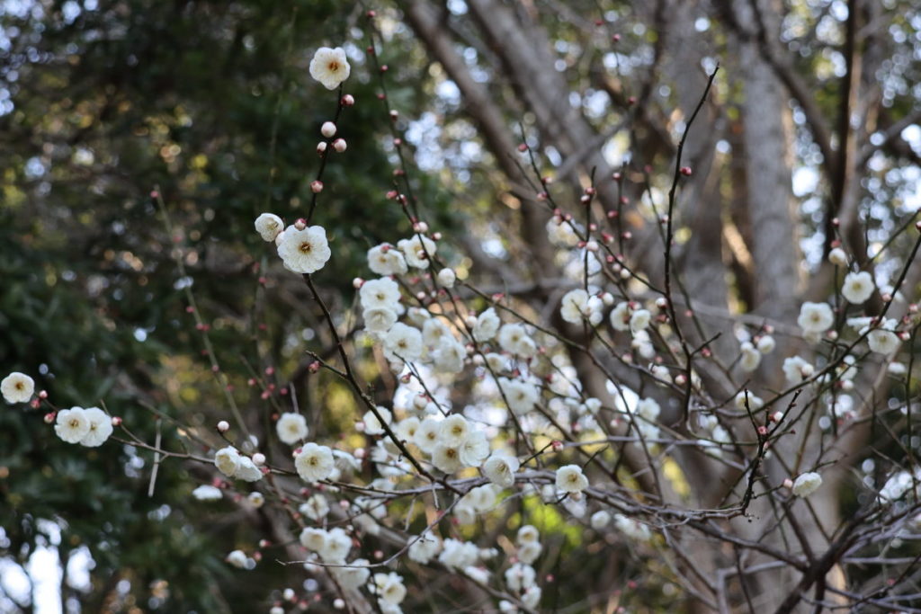 保久良梅林 2020年2月12日の梅の開花状況