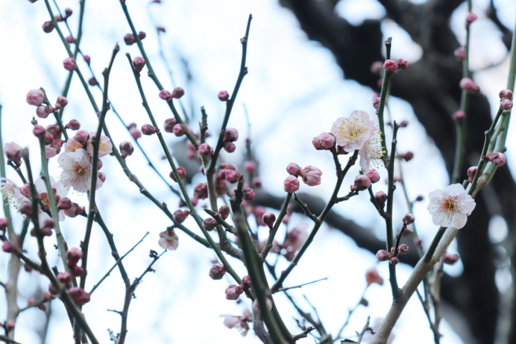 保久良梅林 2020年2月12日の梅の開花状況