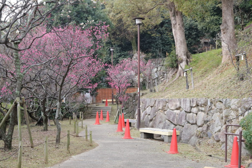 岡本梅林公園（神戸市東灘区）2019年2月7日の開花状況