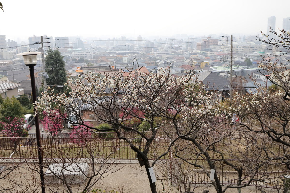 岡本梅林公園（神戸市東灘区）2019年2月7日の開花状況