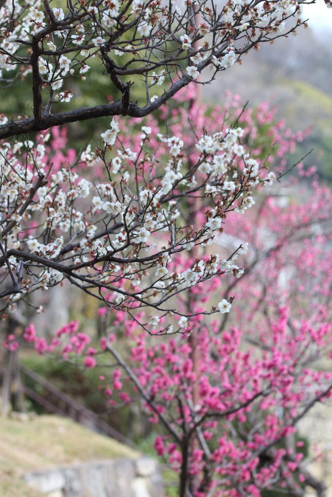 White Plum and Red Plum Okamoto Plum Tree Park KOBE