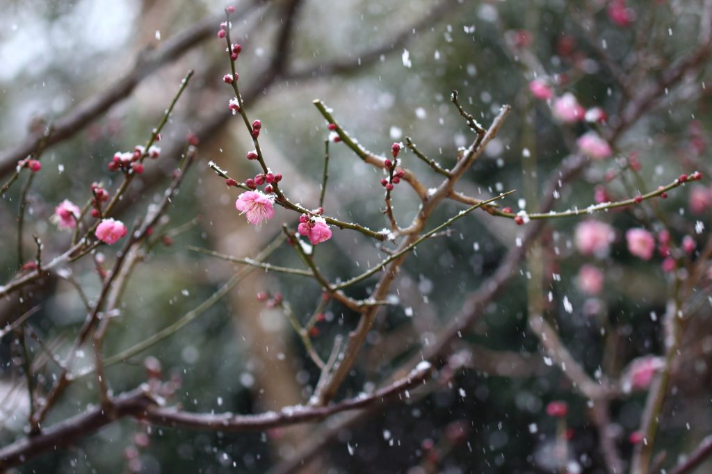 Snow and Japanese Plum (Ume)