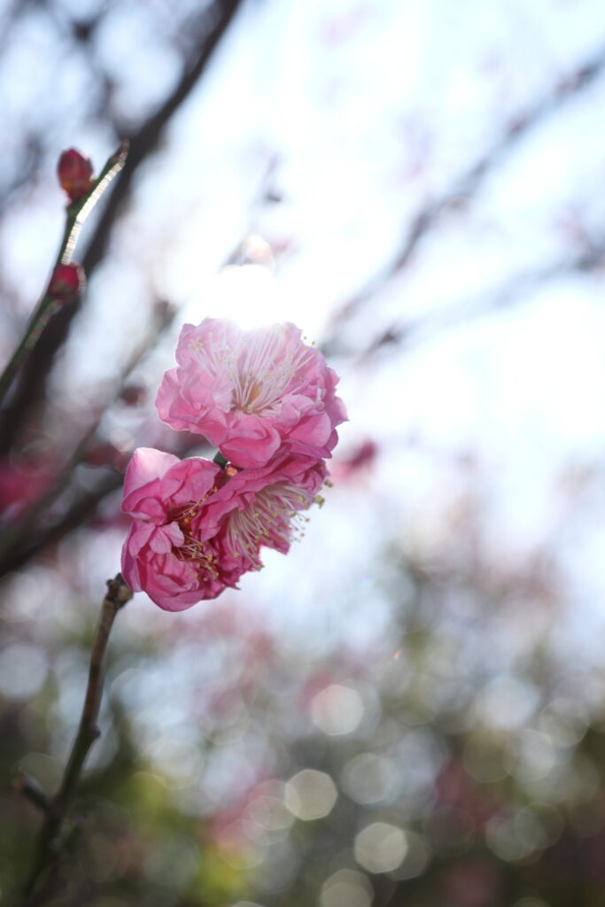 逆光　ストロボで撮った梅の花