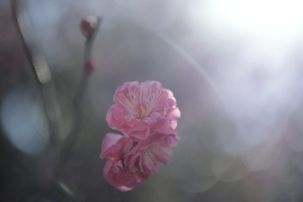 逆光でコントラスト低めの梅の花