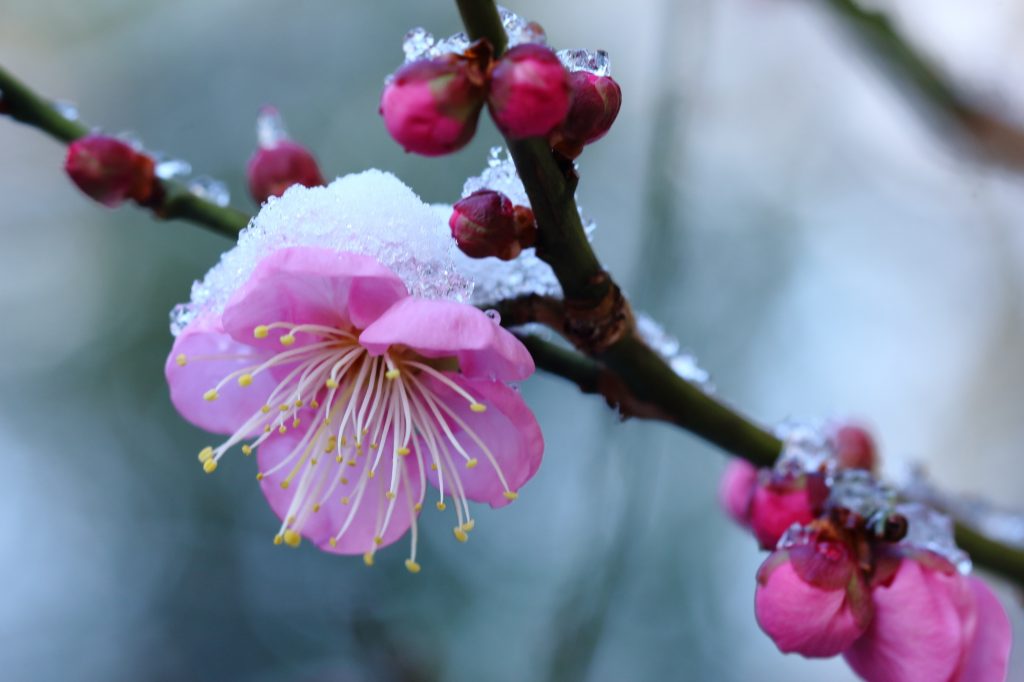 Snow and Japanese Plum (Ume)