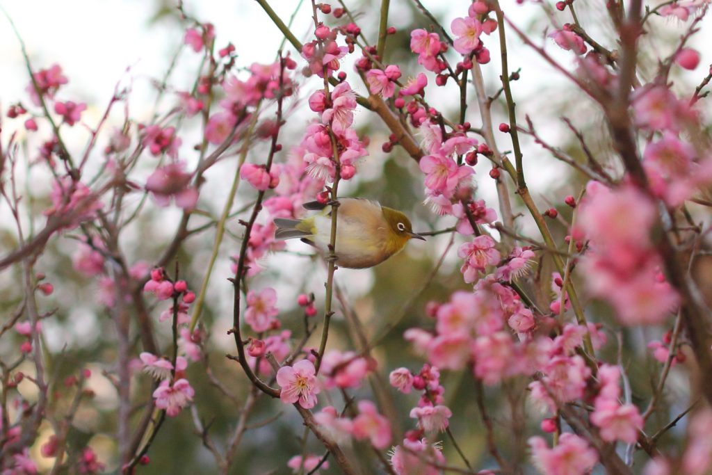 White Eye and Japanese Plum (Ume)