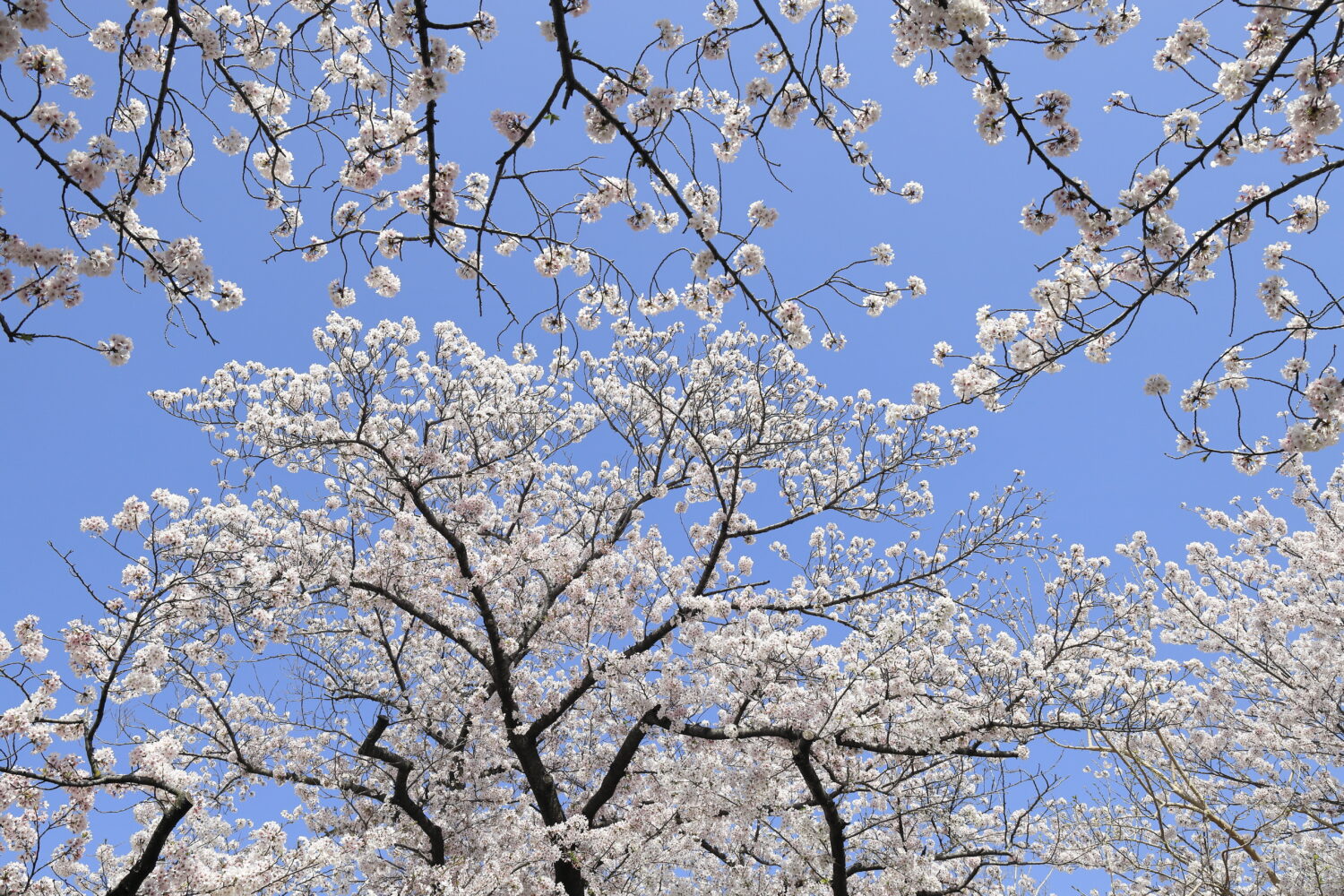 絶対に行きたい神戸の桜の名所・おすすめ撮影スポット