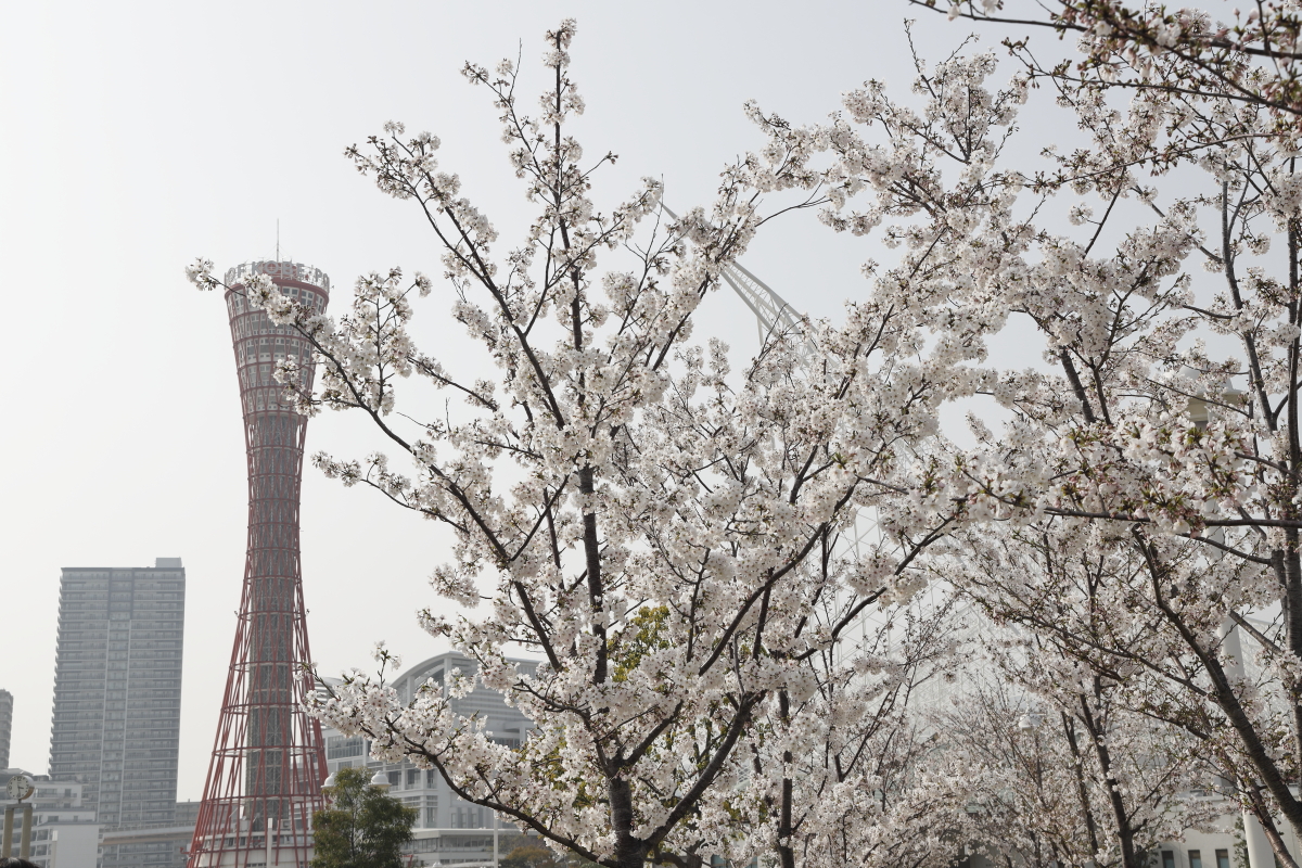 メリケンパークの桜【開花状況と桜の写真】2021年3月29日