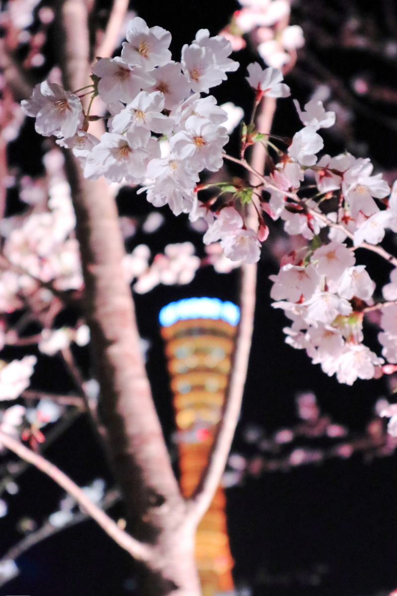 メリケンパークの桜