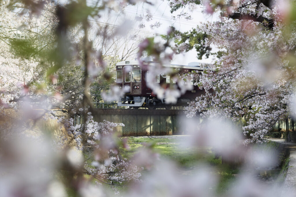 夙川の桜と阪急電車