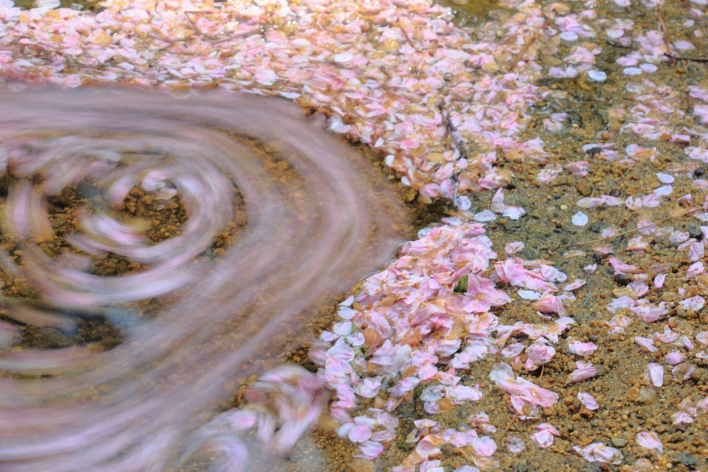 花筏 夙川の桜