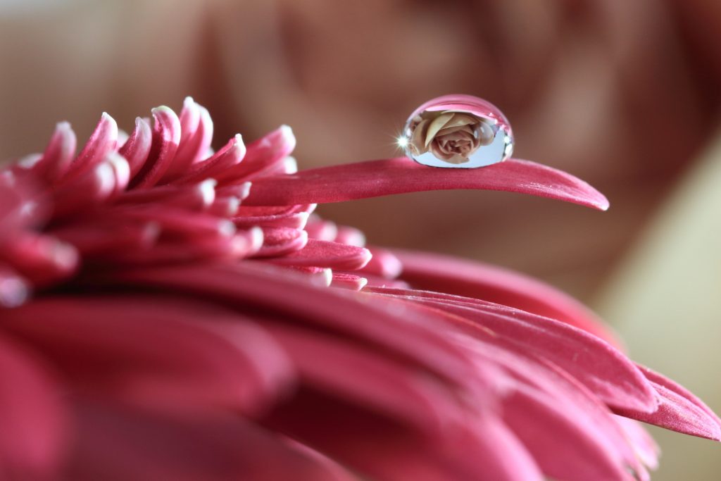 小さな水滴の中に映りこむ薔薇