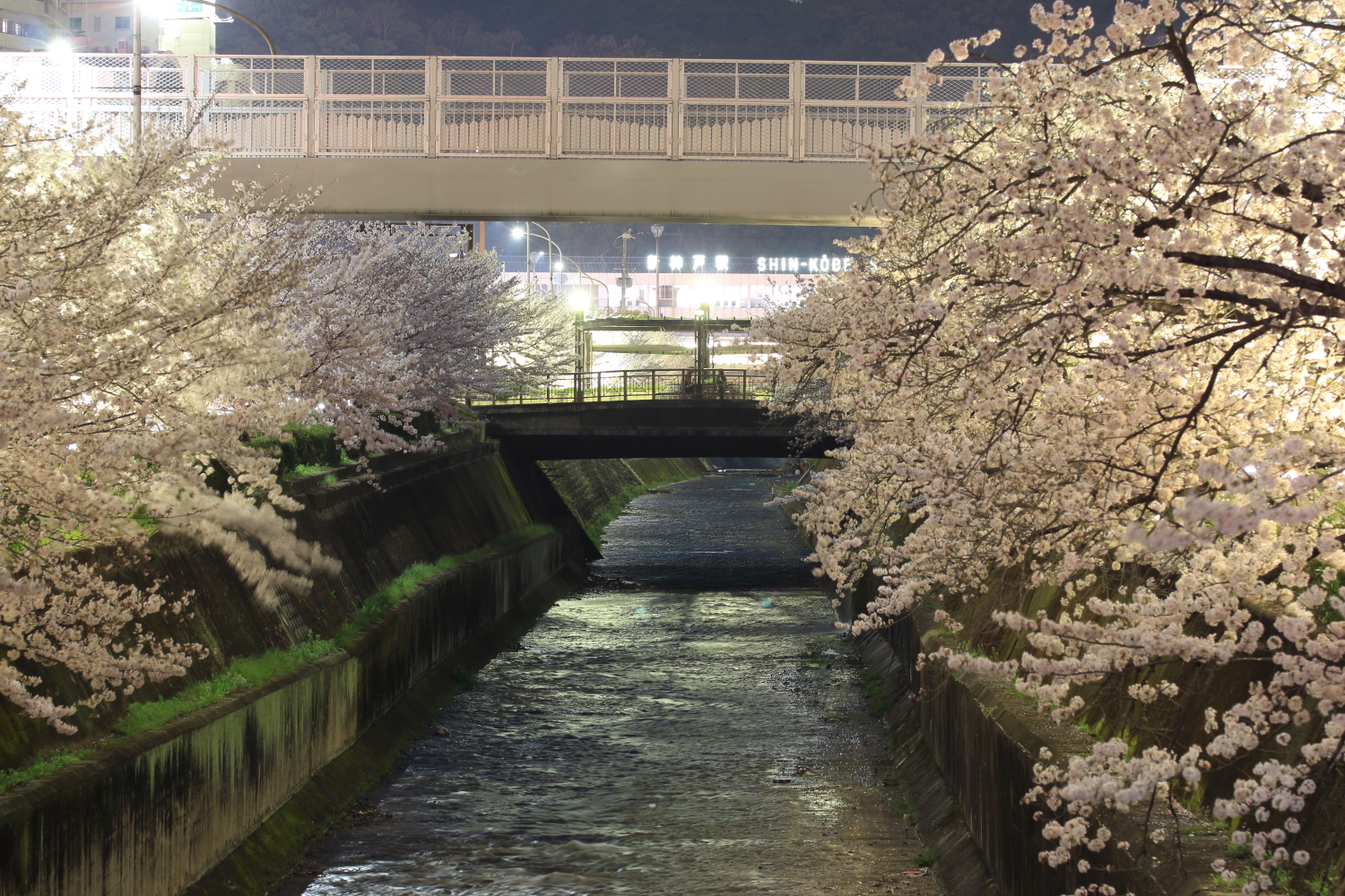 生田川の夜桜
