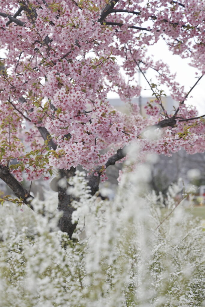 雪柳と桜
