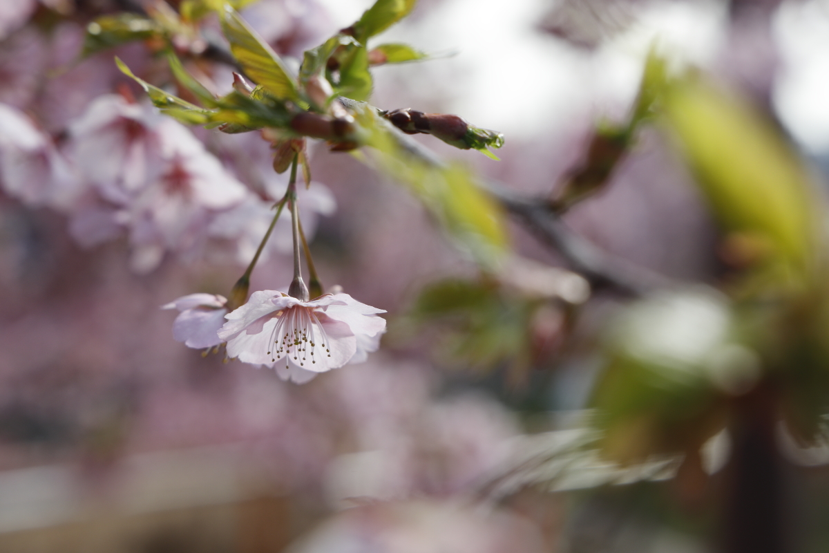 桜の上手な撮影方法 作例を見ながら考えてみる 神戸ファインダー