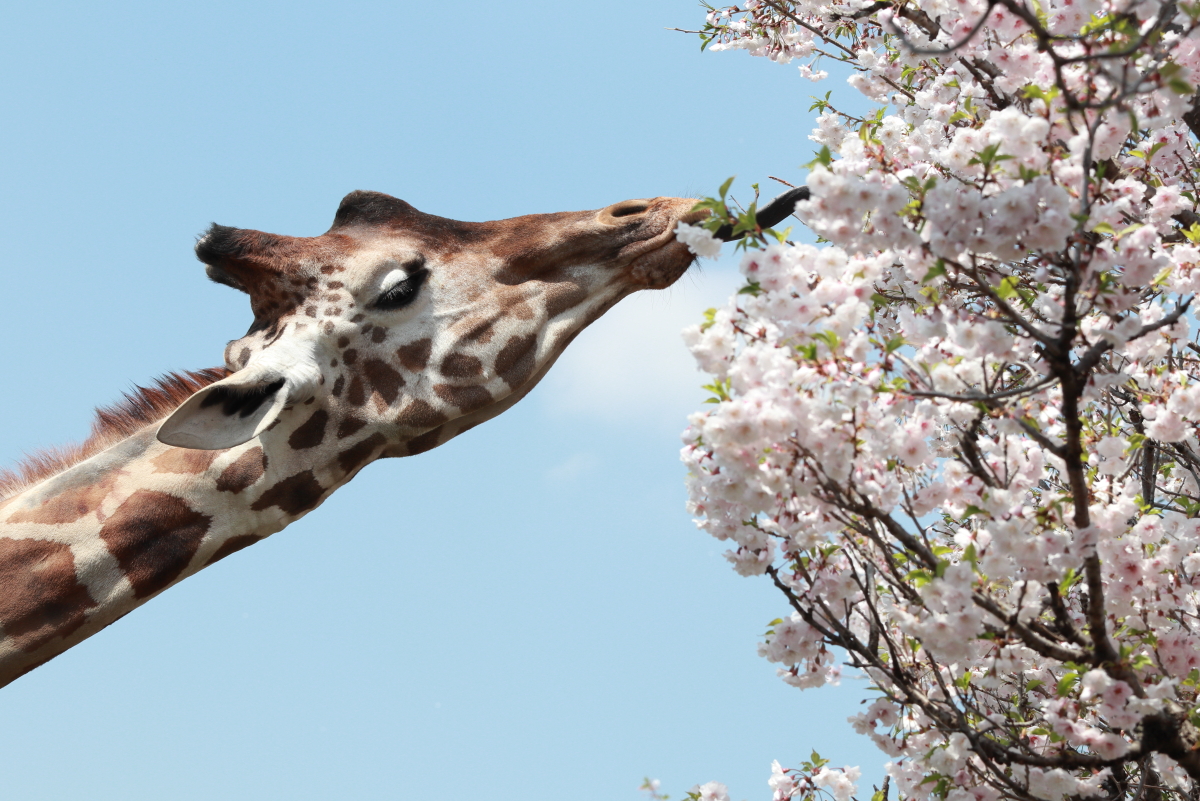 王子動物園のキリンと桜 桜を食べる