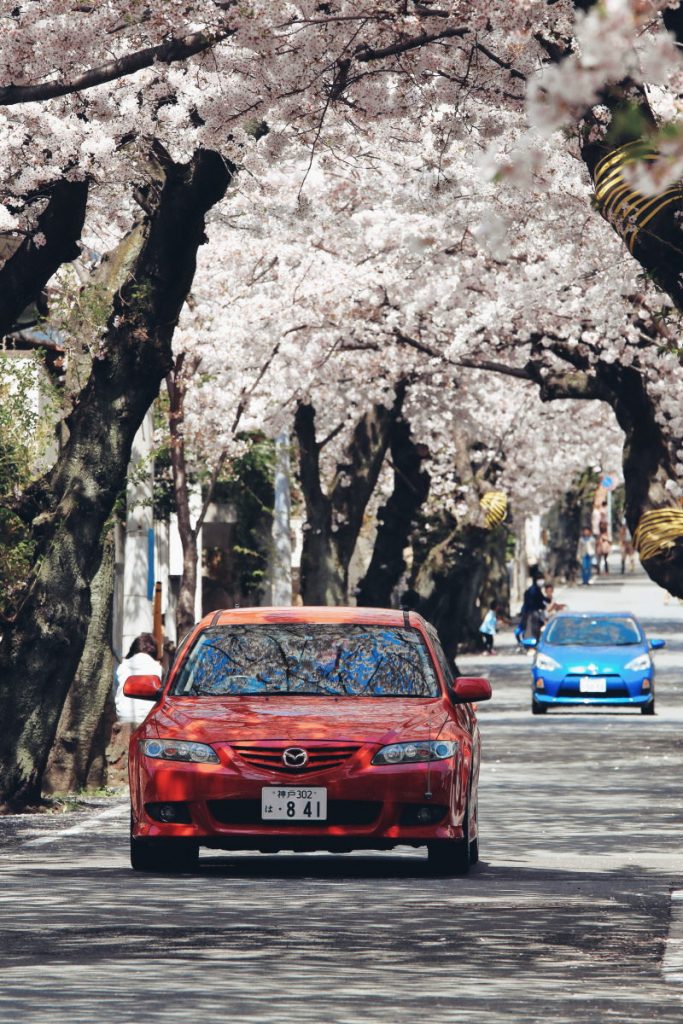 桜のトンネルにて車のリフレクション