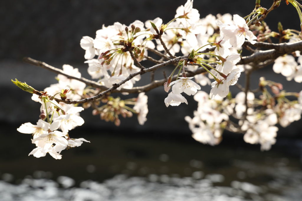 逆光で撮った桜 作例写真