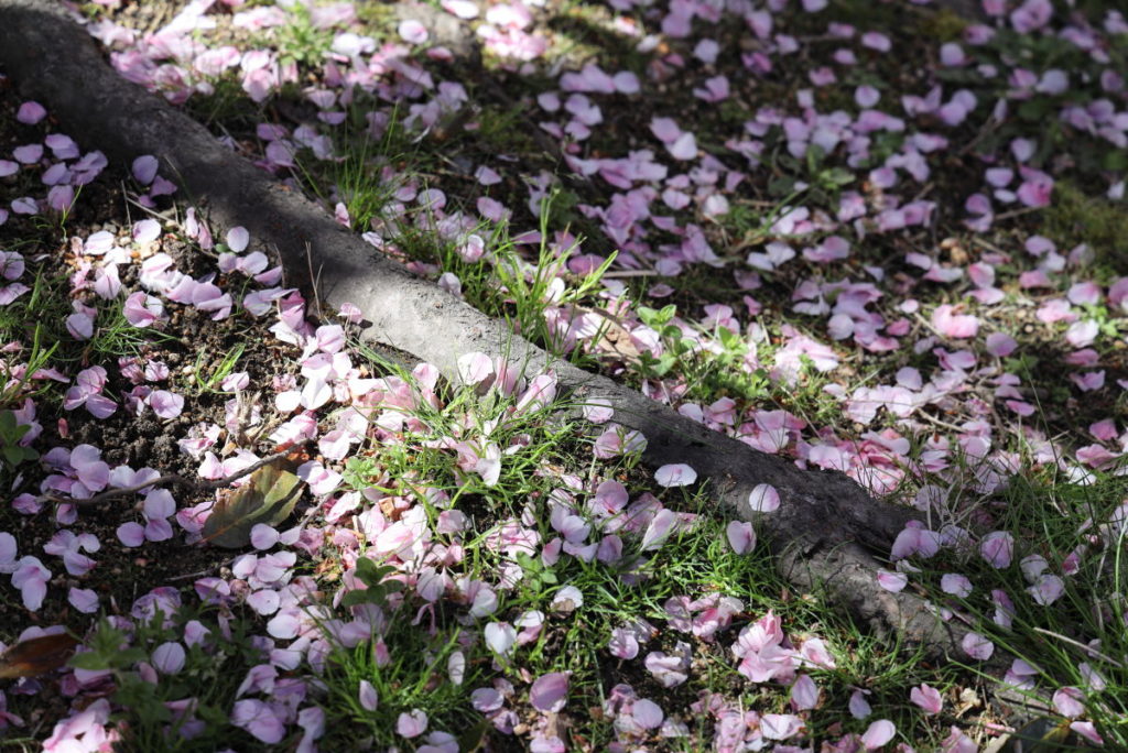 散った桜の花びら