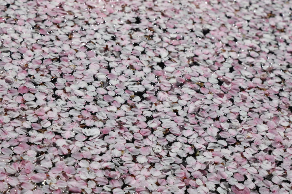 水面に浮かぶ桜の花びら