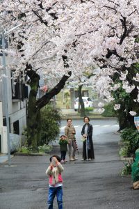 弓弦羽神社前の桜のトンネル