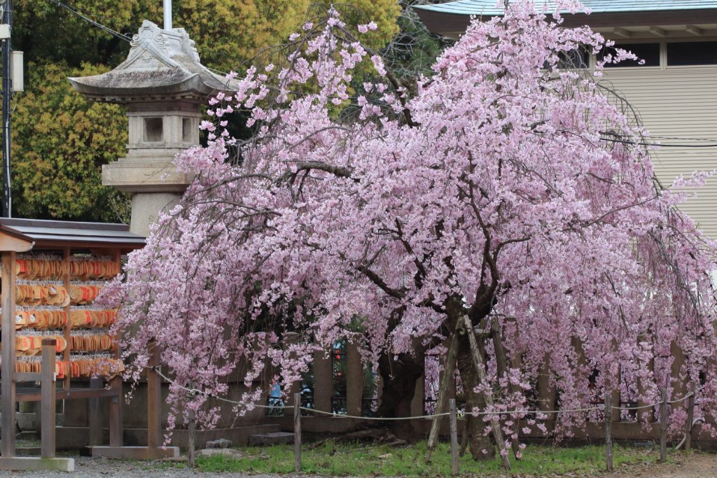 弓弦羽神社のしだれ桜