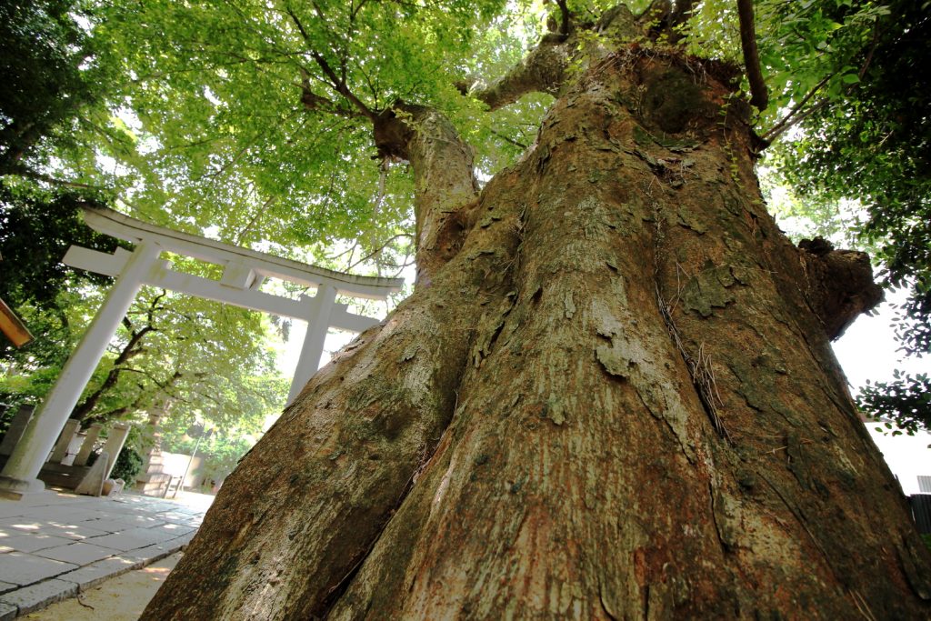 弓弦羽神社の木