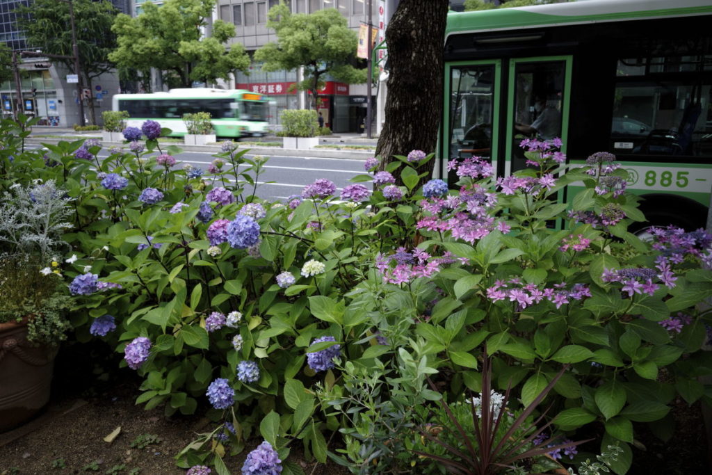 神戸三宮　フラワーロードの紫陽花